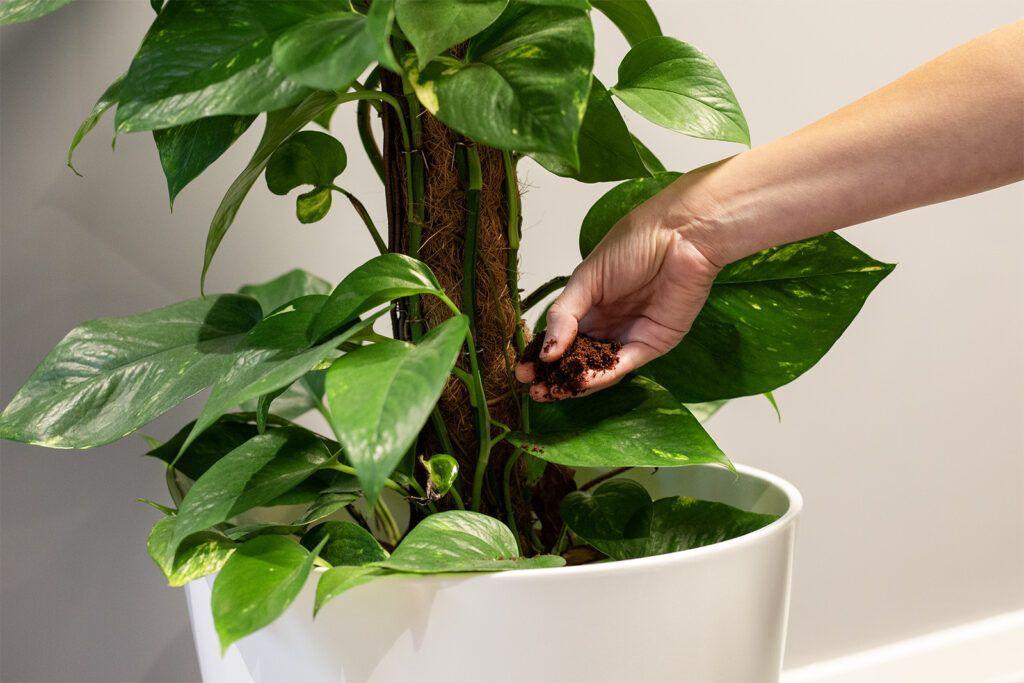 Coffee waste can be used as a fertiliser for plants.