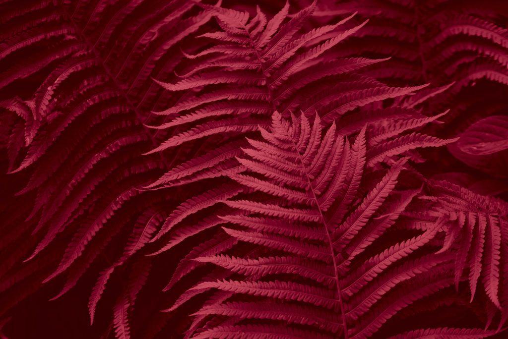 Fern in the colour of the year 2023 viva magenta.